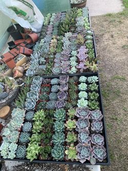 Succulents