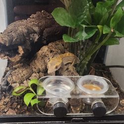 Crested Gecko Tank