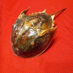 $20! Awesome Horseshoe Shell