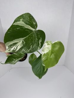 Monstera Albo Plant