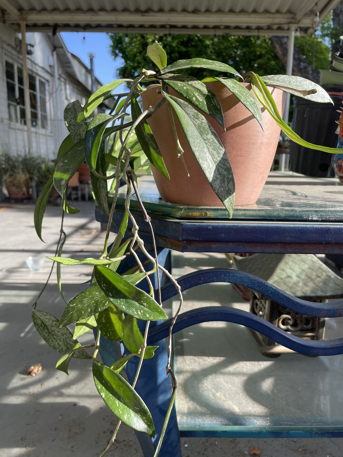 2 Hoya Plants In 1 Pot