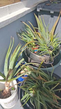 Baby  and mature Aloe plants