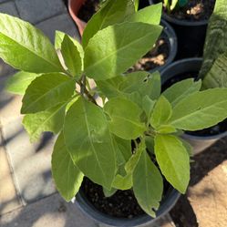 Plants to Lower Blood Sugar $10 Each