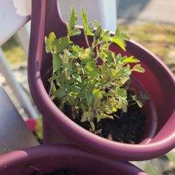 Tomato Plants