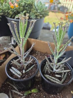 Succulent Mother Of Thousands 