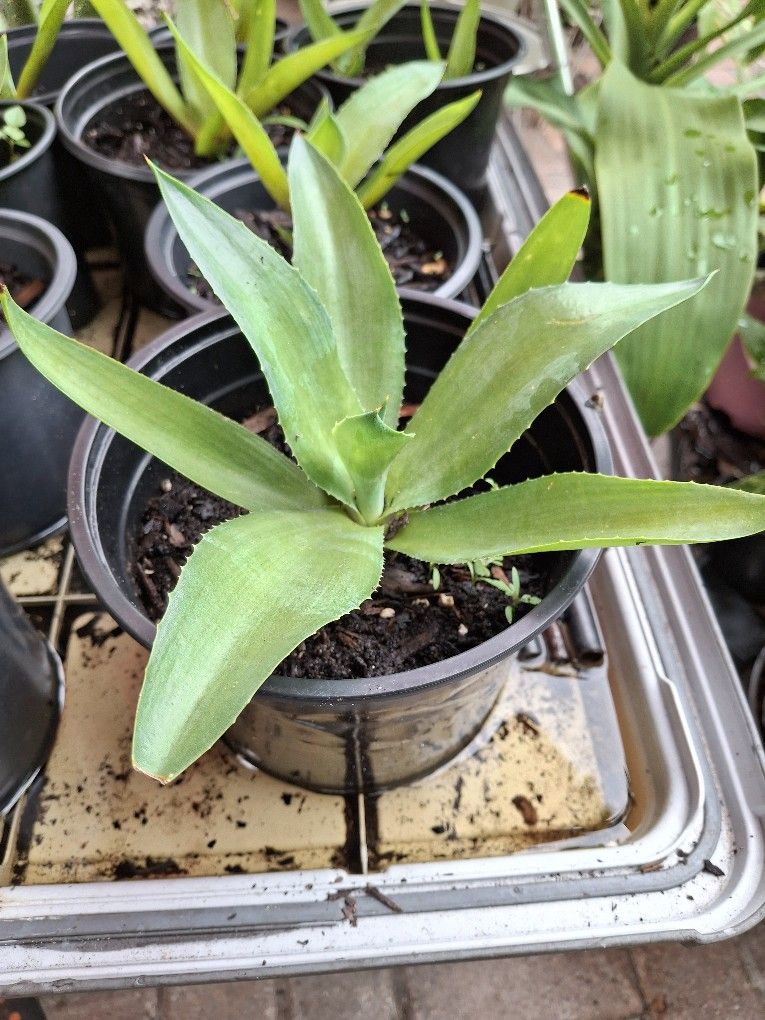 Sentry Plants