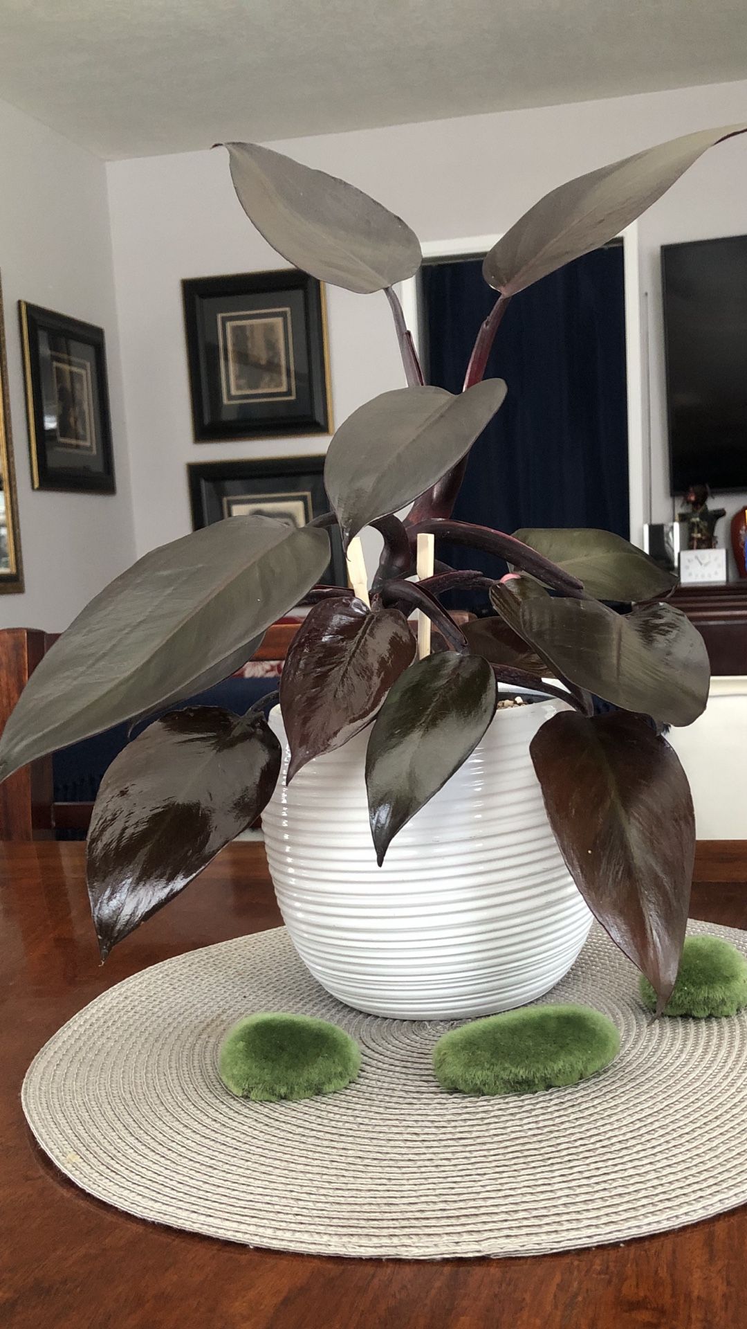 Philodendron Royal Queen (Rare Philodendron)
