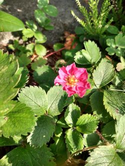 Strawberry "Lila Diamond" Pink flowered Fragaria