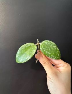 Hoya Vietnam NOID silver