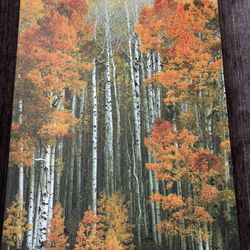 Aspen Trees Poster 