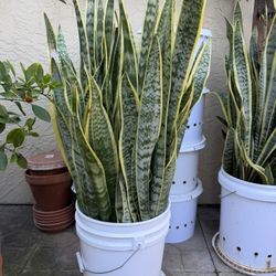 Sansevieria