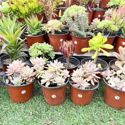 Variety Of Succulents Plants 