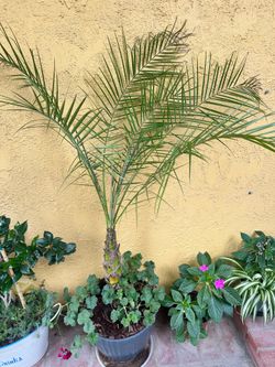 Palm and geranium