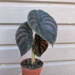 4” Alocasia Cuprea