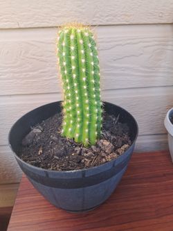 Bonito Cactus 🌵