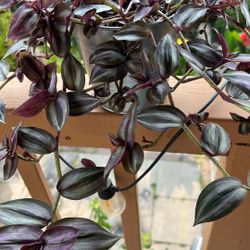 Live Houseplant, Wandering Dude, Zebra Plant in 5” Galvanized Metal Planter