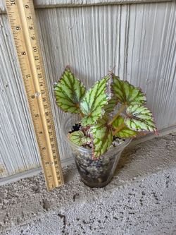 Begonia Rex Plant (peace begonia?)