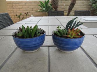 Pair Of Blue/Brown Rim Garden Pots With Succulents