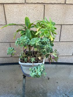Plants