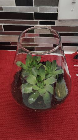 Succulents in Glass Vase - In Door/Out Door Decor