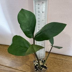 Zamioculcas ZZ plant