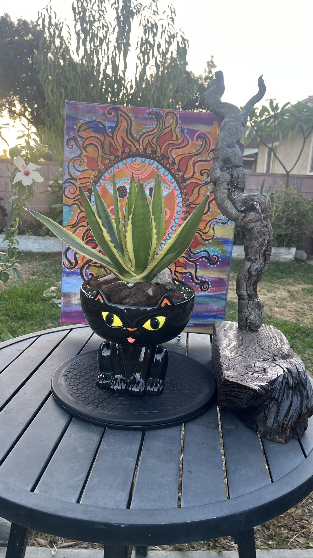 Very Healthy Quadricolor Agave In Cute Holloween Vase