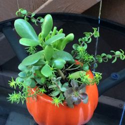 Succulents Mix In Porcelain Pumpkin Pot