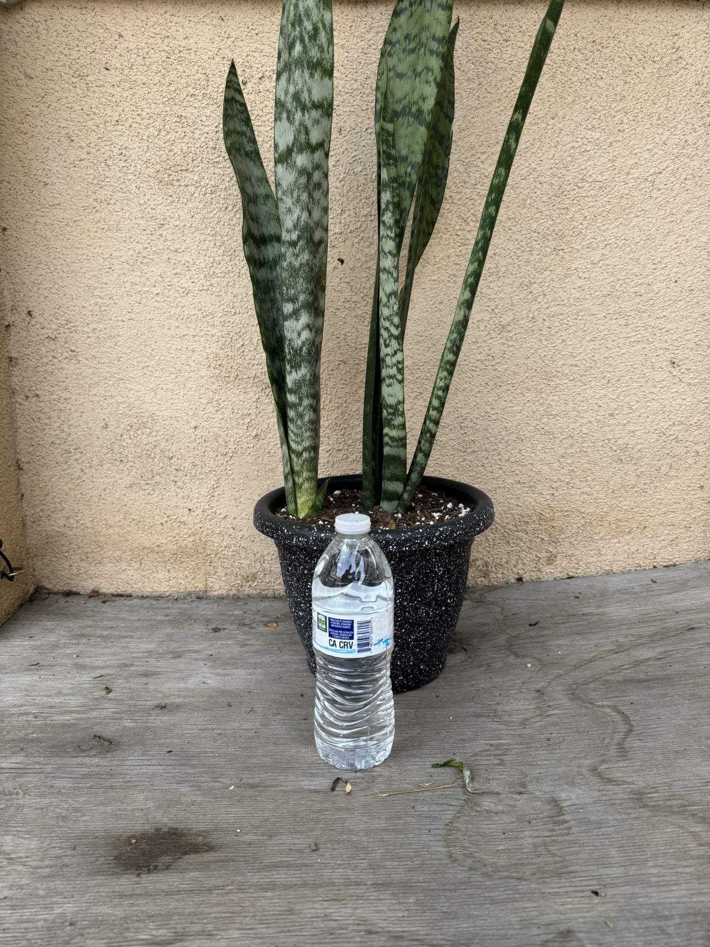 Snake Plant/Lengua De Suegra