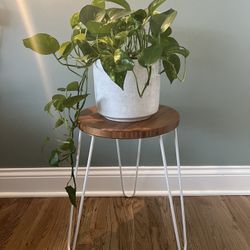 Elegant Glossy Marbled Plant Pot With Plant Included 