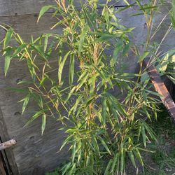 Ten canes/culms bamboo plant