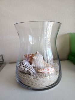 Beautiful Nautical Shell Display