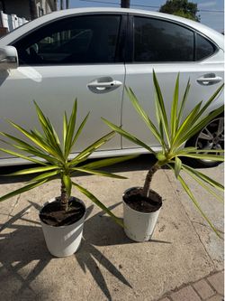 Variegated yucca 100$ each