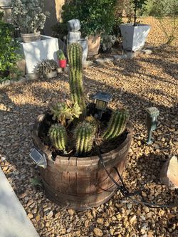 Two (2) barrel Planter with cactus  for only $70