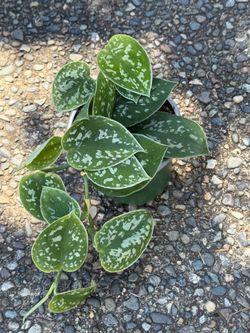 Silver Ann Pothos