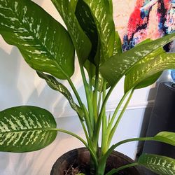 Dieffenbachia In Decorative Pot 