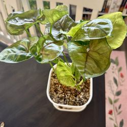 Arrowhead Plant 