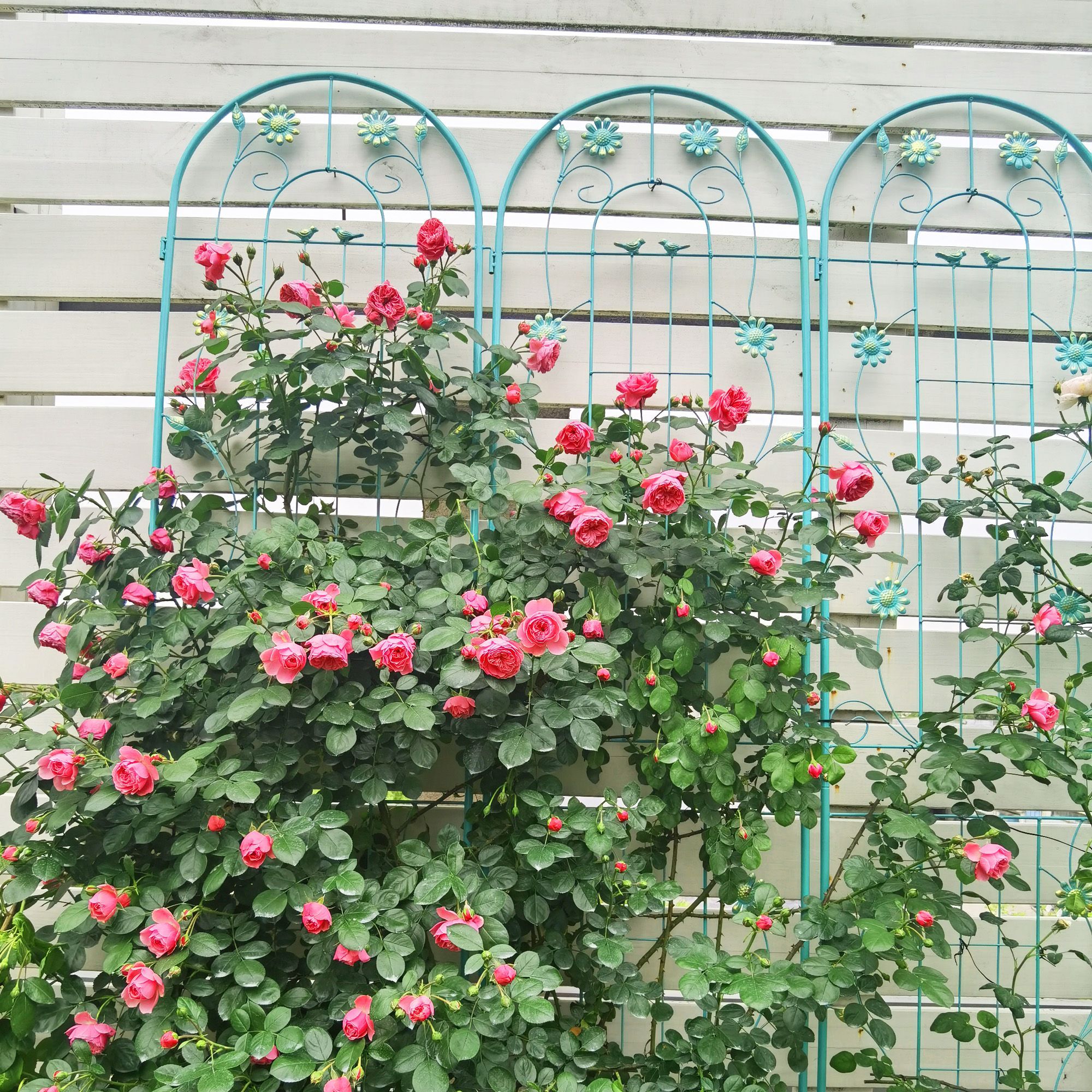 2 Pack Metal Garden Trellis 86.7 x 19.7 Rustproof Trellis for Climbing Plants Outdoor Flower Support Green