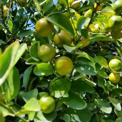 Organic citrus Tree called calamansi, 1 Foot $15 , a little over a foot $20