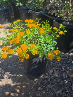 Lantana Yellow