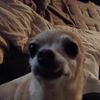HustleDog