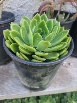 BEAUTIFUL SUCULENTS PLANTS IN THE ONE GALON $6.