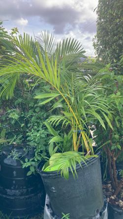 Plantas 🪴