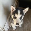 koda