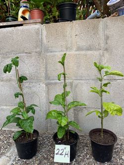Passion Fruit seedlings (purple)