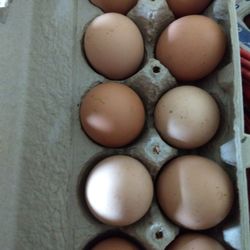 Chicken Eggs