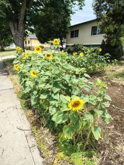 Sunflowers