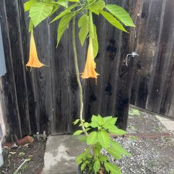 Big Yellow Angel's Trumpet Flower Tree Plant 5 Gallon Pot  Cash only  Pick up in North San Jose, By appointment only  Fist come first serve  All Sales