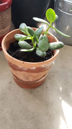 Indoor Plant