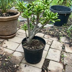 Jade Succulent Potted Plant $20