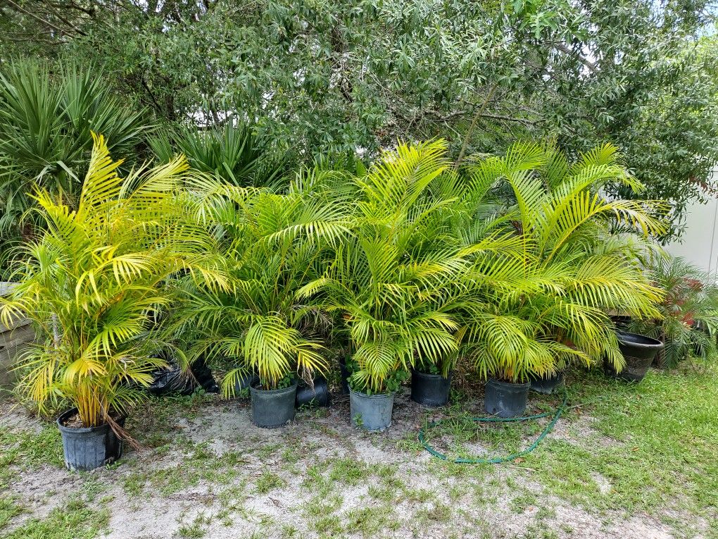 Areca Palms